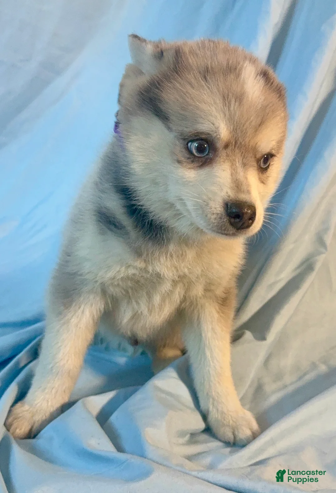 Mixed Breed dogs for sale: Brady - Merle Boy  - Ad 5