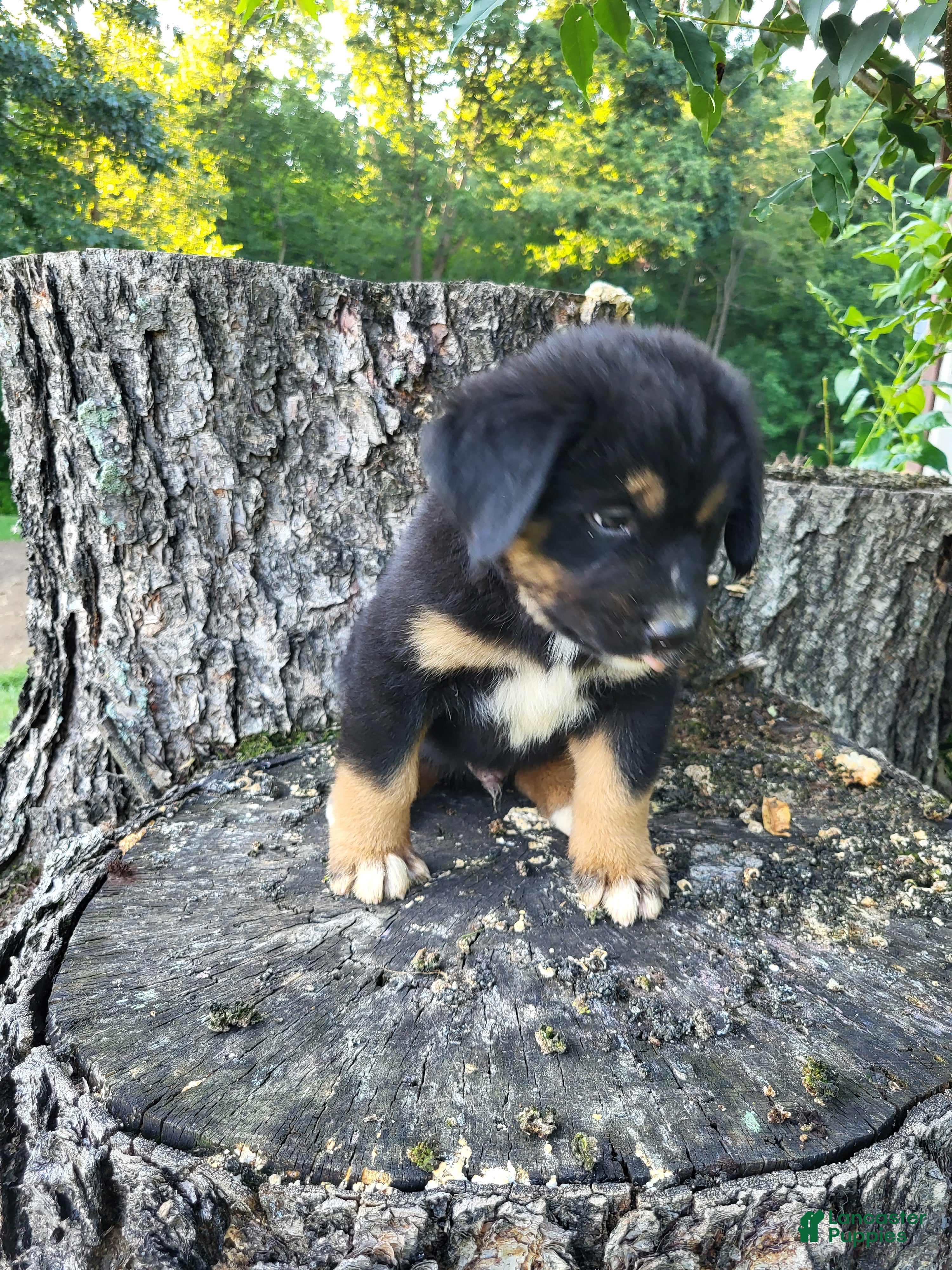 Mixed Breed dogs Oliver  - Ad 2