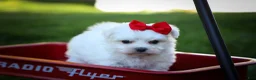 Maltese dogs for sale: Mirella🎀 - Ad 9