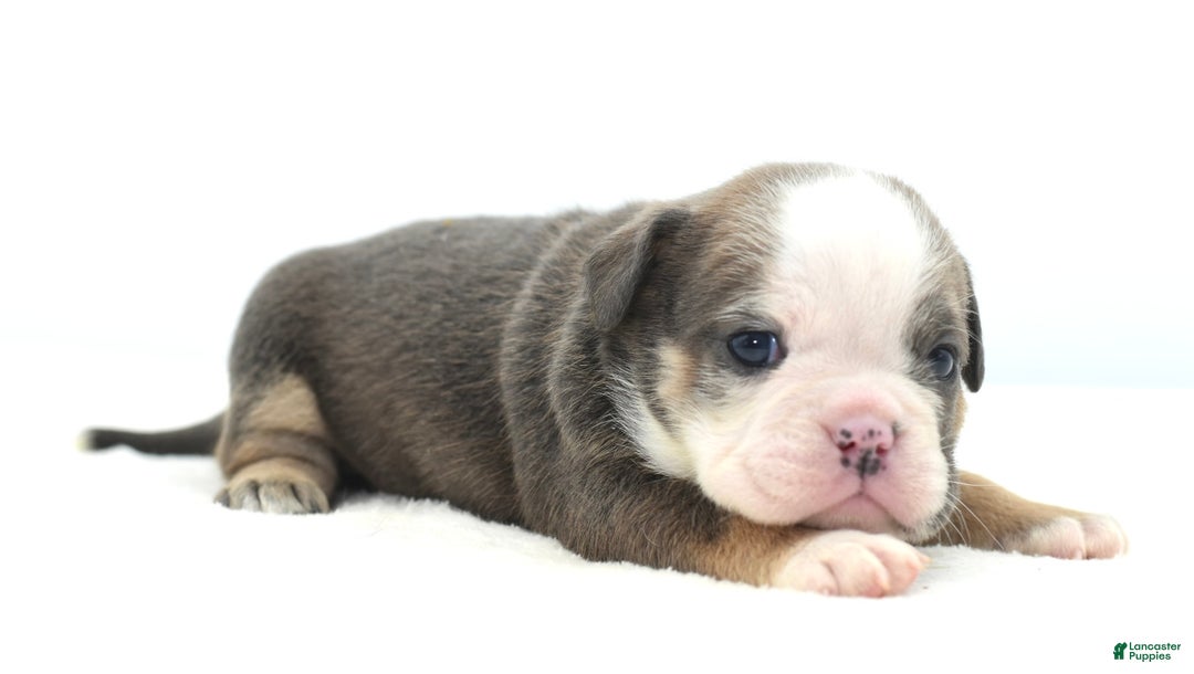 Mixed Breed dogs for sale: Savanna Tiny mini bulldog  - Ad 7