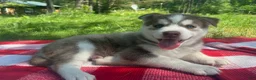 Siberian Husky dogs for sale: Moose 🫎  - Ad 2