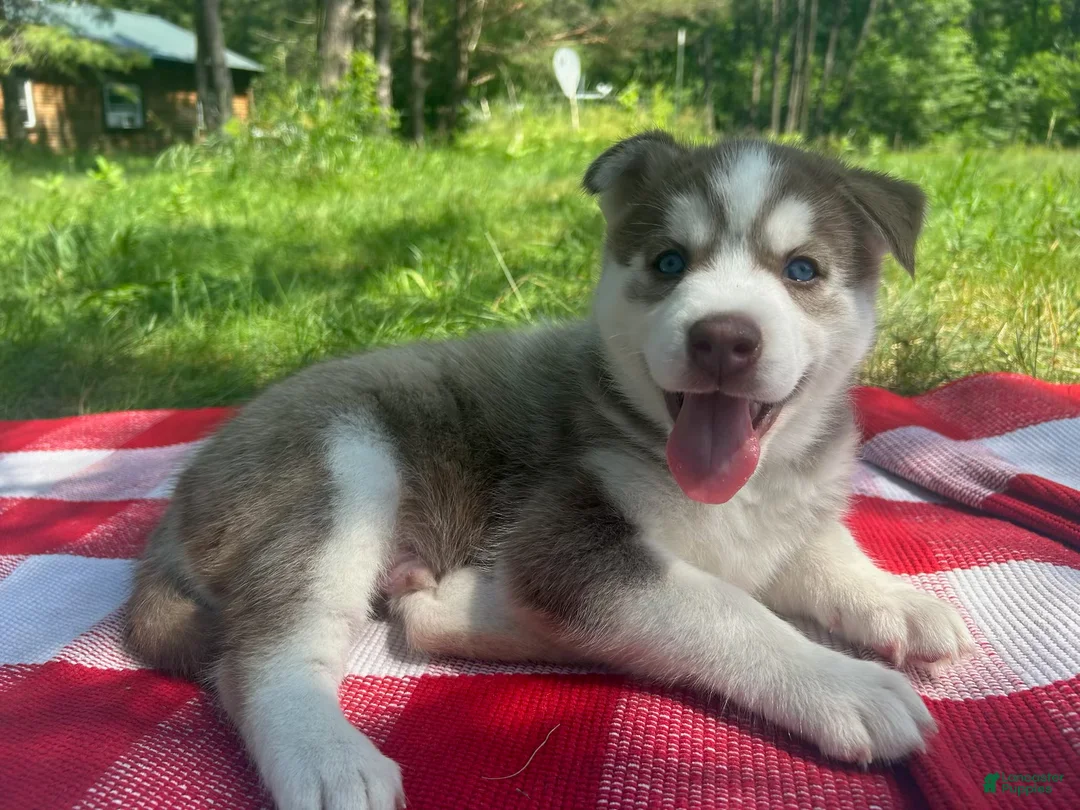 Siberian Husky dogs for sale: Moose 🫎  - Ad 2