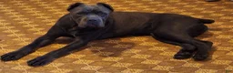Cane Corso dogs for sale: Cane Corso 1 - Ad 2