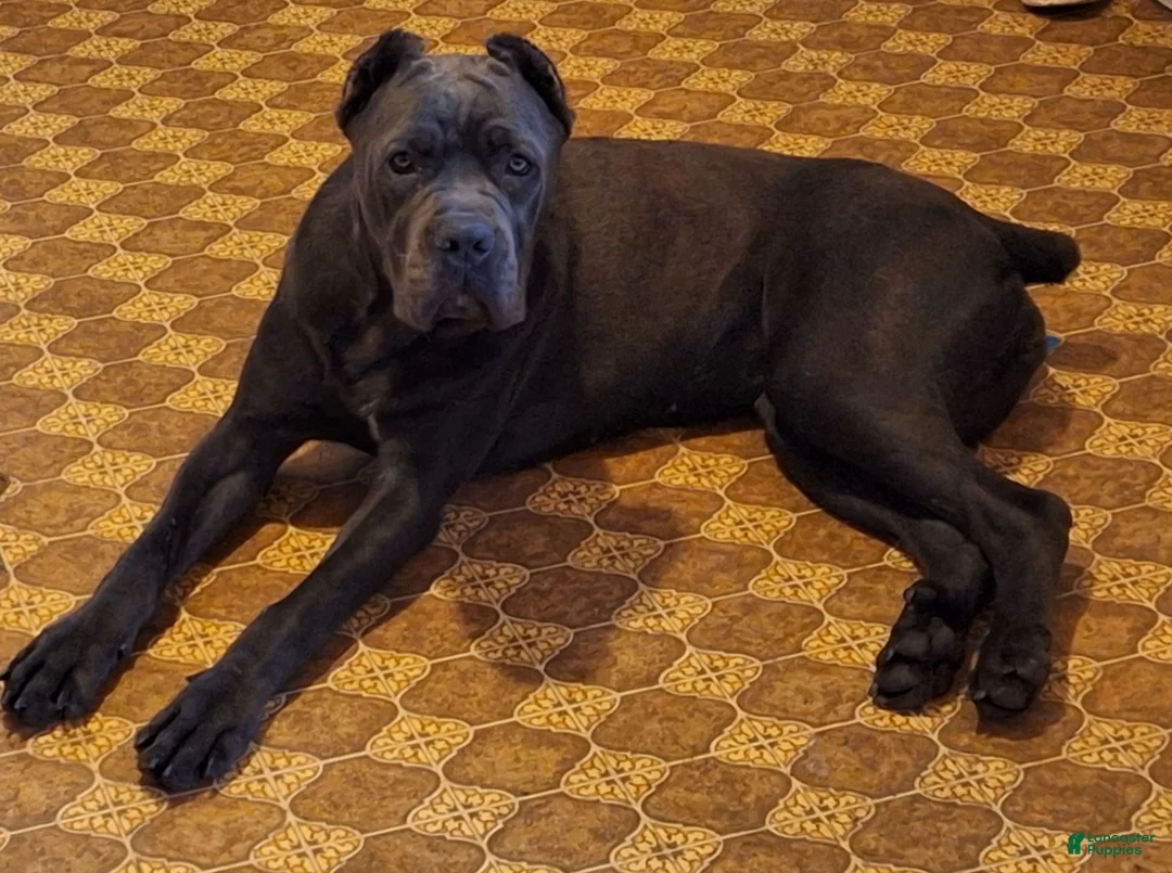 Cane Corso dogs for sale: Cane Corso 1 - Ad 2