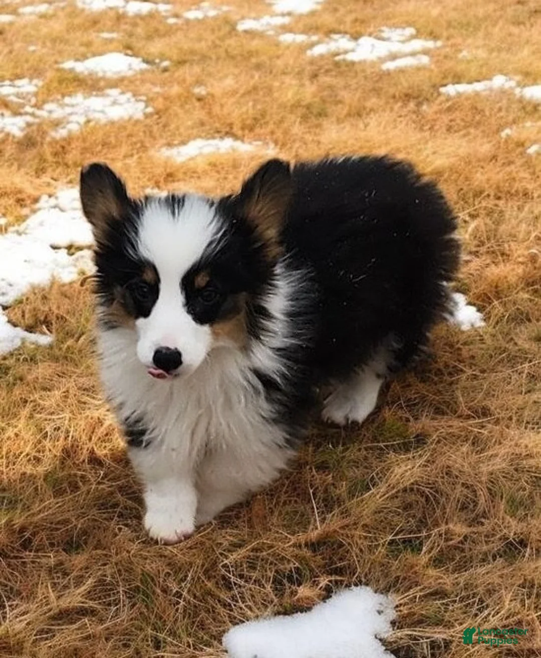 Welsh Corgi Pembroke dogs for sale: Bambi fluffy tri - Ad 4