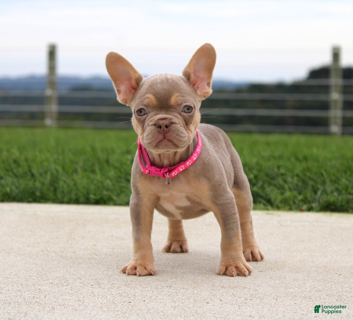 French Bulldog dogs Tanya - Ad 1