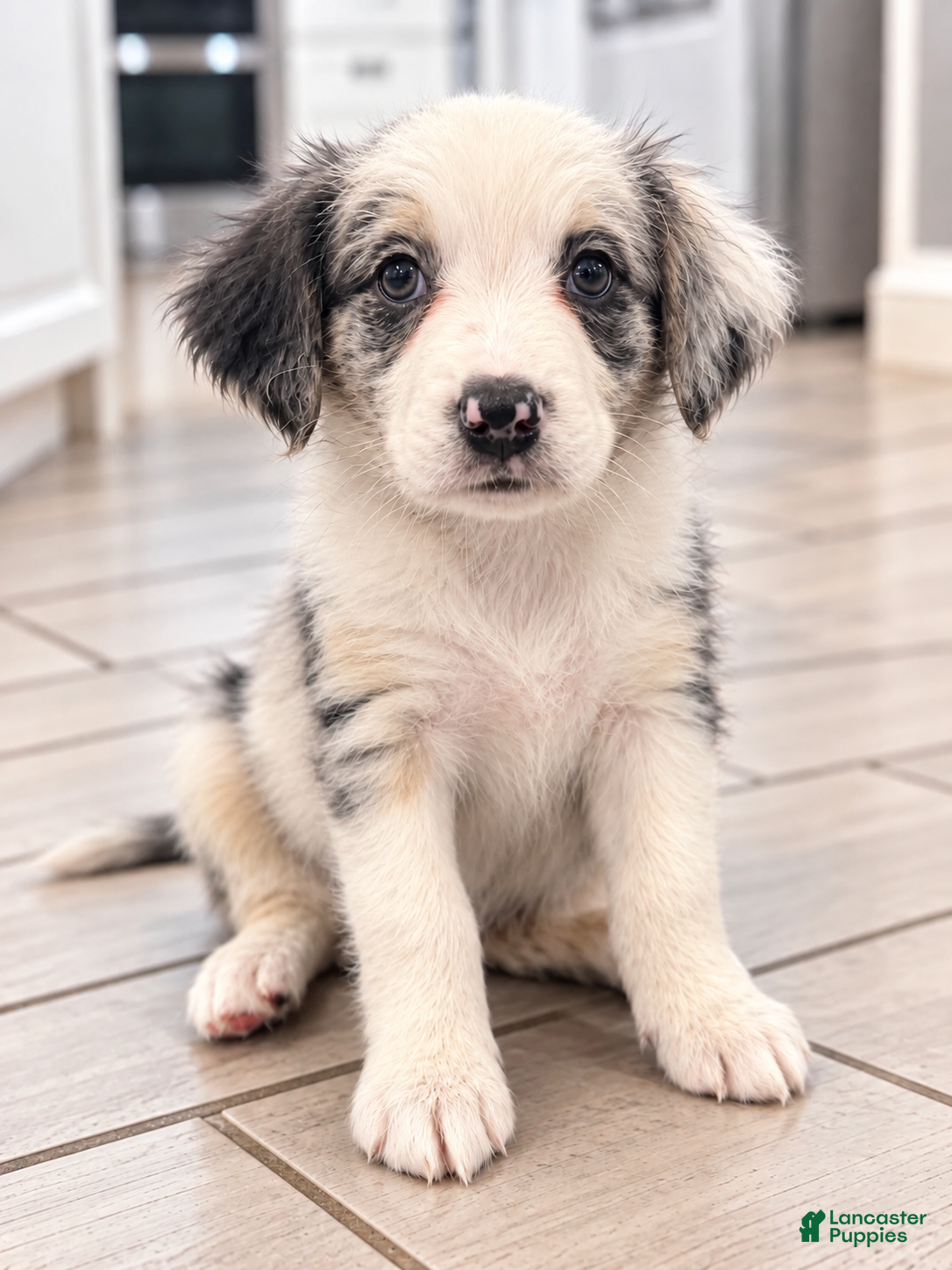 Mixed Breed dogs Mila - Ad 1