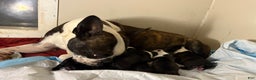 Boston Terrier dogs for sale: Boston Terrier Puppy 1 ( Logan )  - Ad 2