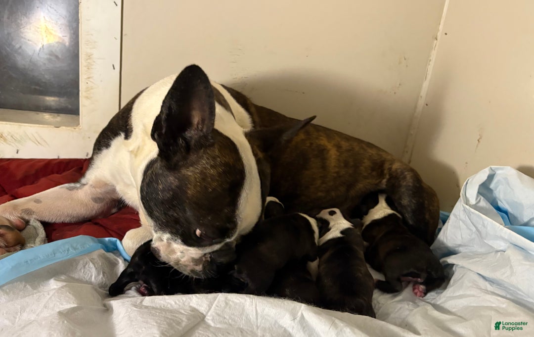 Boston Terrier dogs for sale: Boston Terrier Puppy 1 ( Logan )  - Ad 2