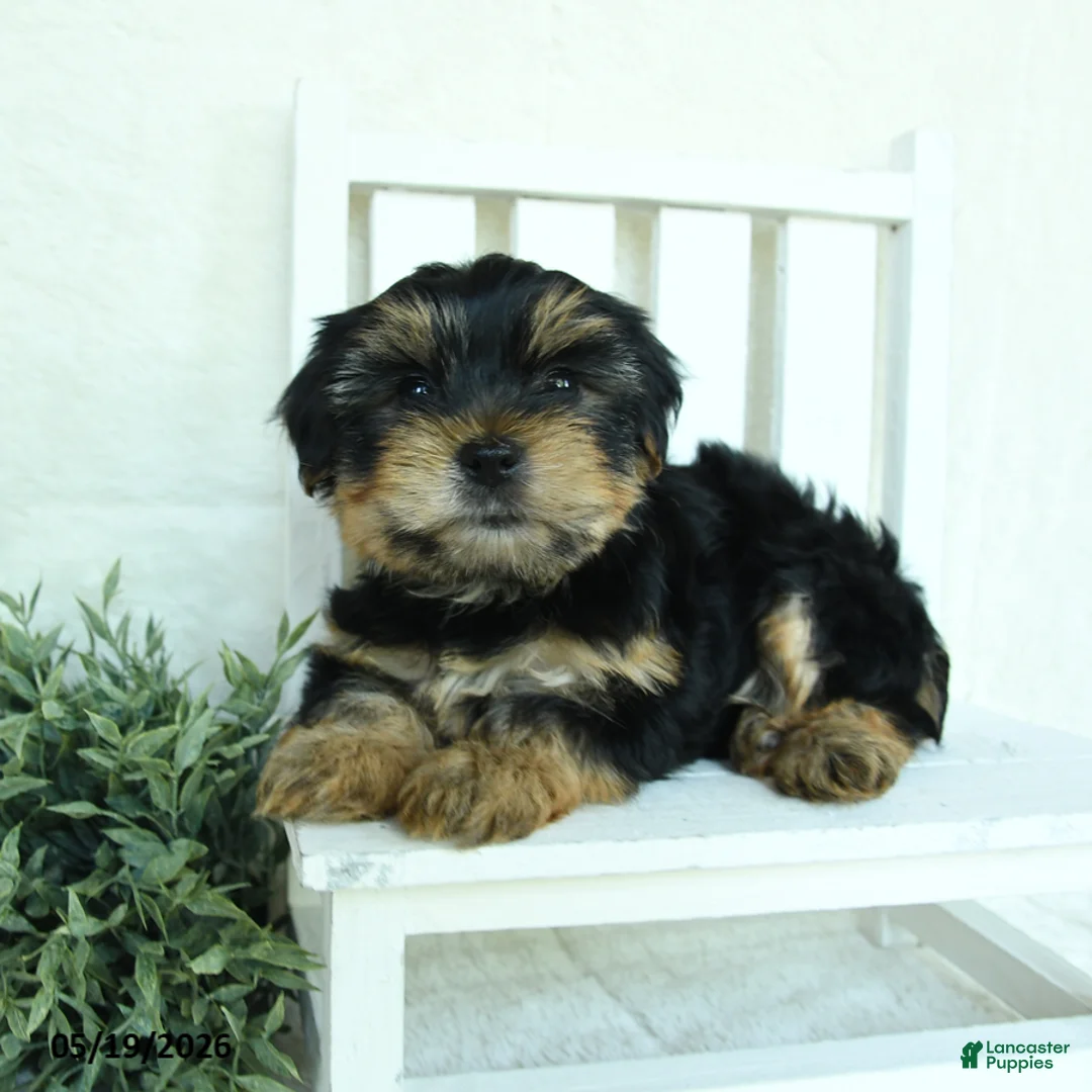 Yorkshire Terrier dogs for sale: Buster - Ad 2