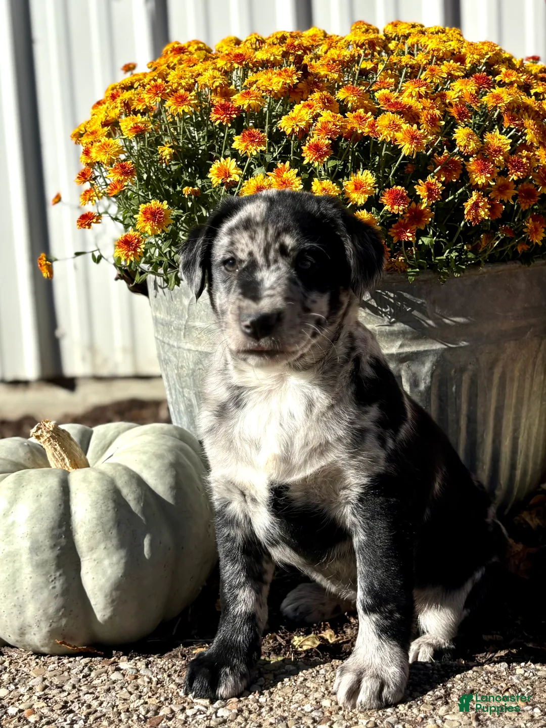 Mixed Breed dogs for sale: Mixed Breed 2 - Ad 1