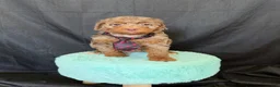 Miniature Poodle dogs for sale: Akc Clear Choc Merle Phantom Black Tie - Ad 9
