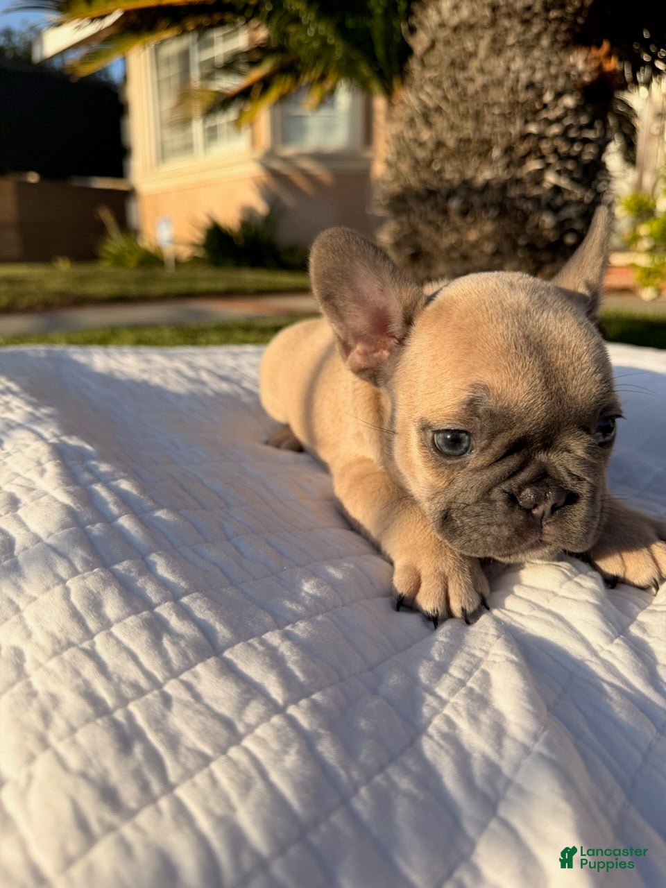French Bulldog dogs Lilly - Ad 1
