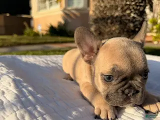 French Bulldog dogs for sale: Lilly - Ad 2