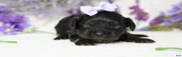 Toy Poodle dogs for sale: Pandora  - Ad 6