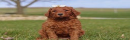 Goldendoodle dogs for sale: Peppermint - Ad 1