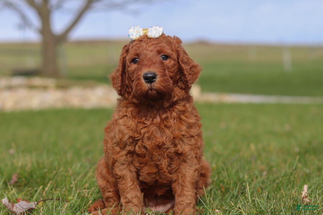 Goldendoodle dogs for sale: Peppermint - Ad 1