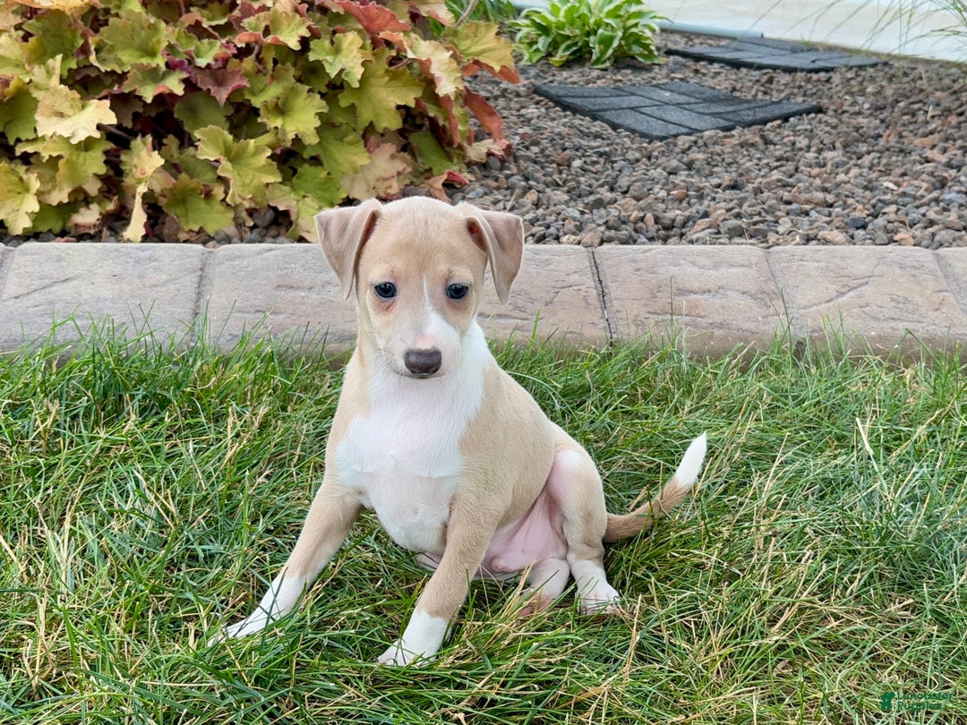 Italian Greyhound dogs for sale: Gordie - Ad 5