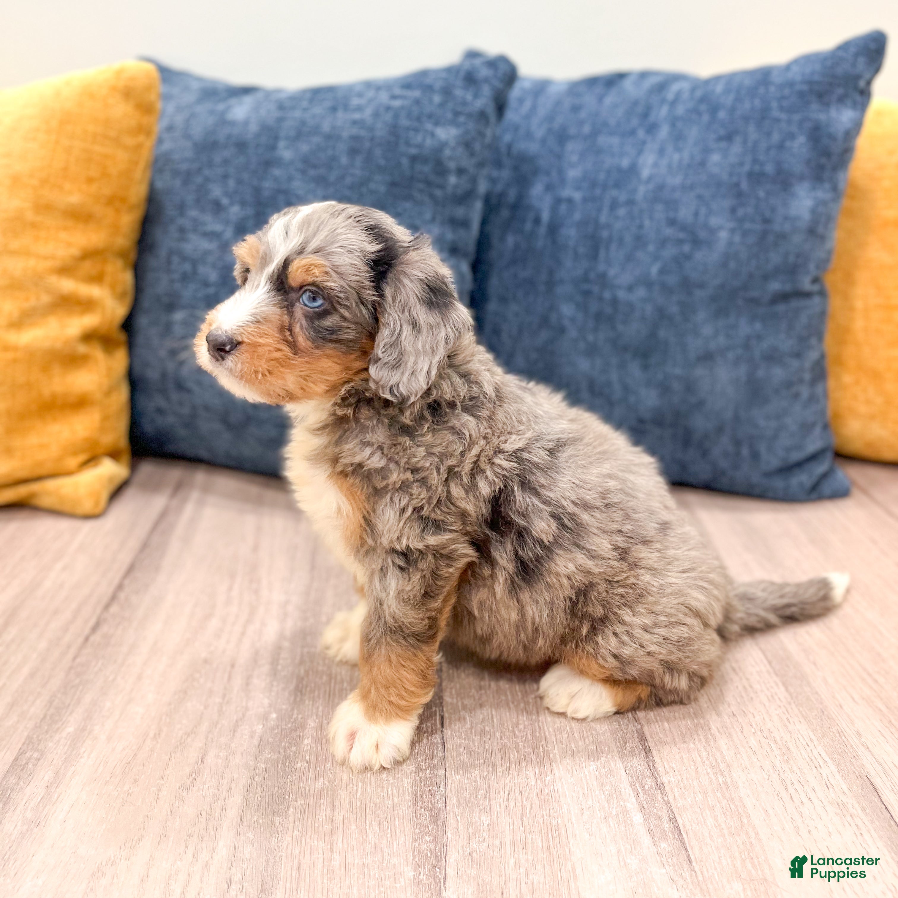 Mini Bernedoodle dogs for sale: Archie - Ad 5
