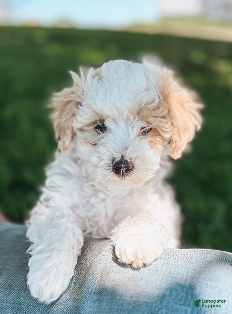 Maltipoo dogs Max - Ad 2