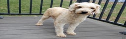 Mini Goldendoodle dogs for sale: Oliver - Ad 7