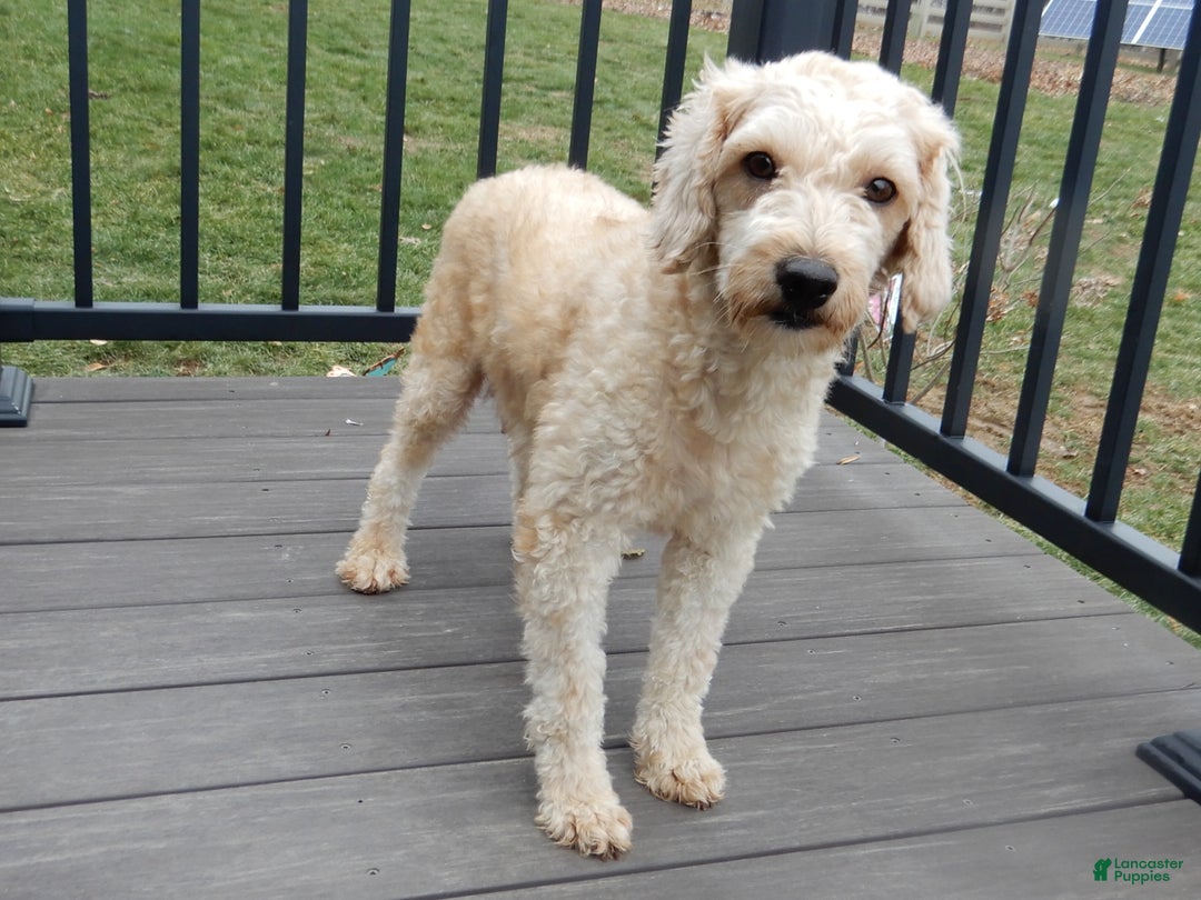 Mini Goldendoodle dogs for sale: Oliver - Ad 7