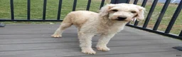 Mini Goldendoodle dogs for sale: Lenny - Ad 7