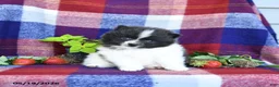 Pomeranian dogs for sale: Flipper - Ad 3