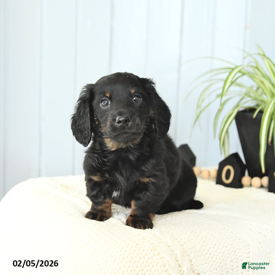 Miniature Dachshund dogs Skippy - Ad 14