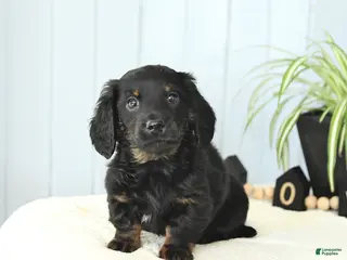 Miniature Dachshund dogs Skippy - Ad 14