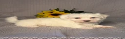 Maltese dogs for sale: Ace - Ad 5