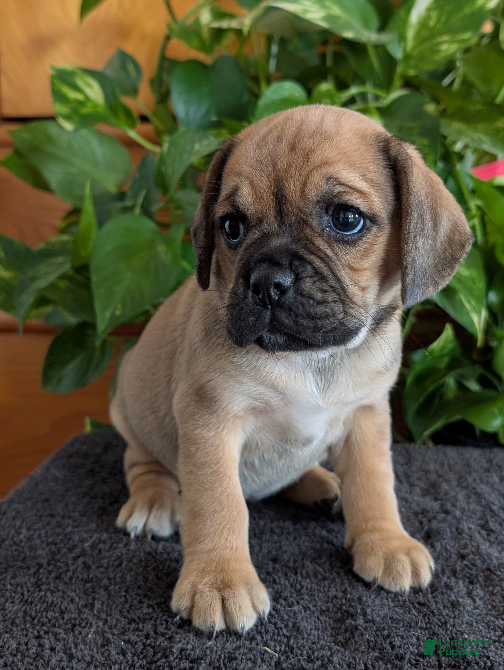 Puggle dogs Kandi  - Ad 1