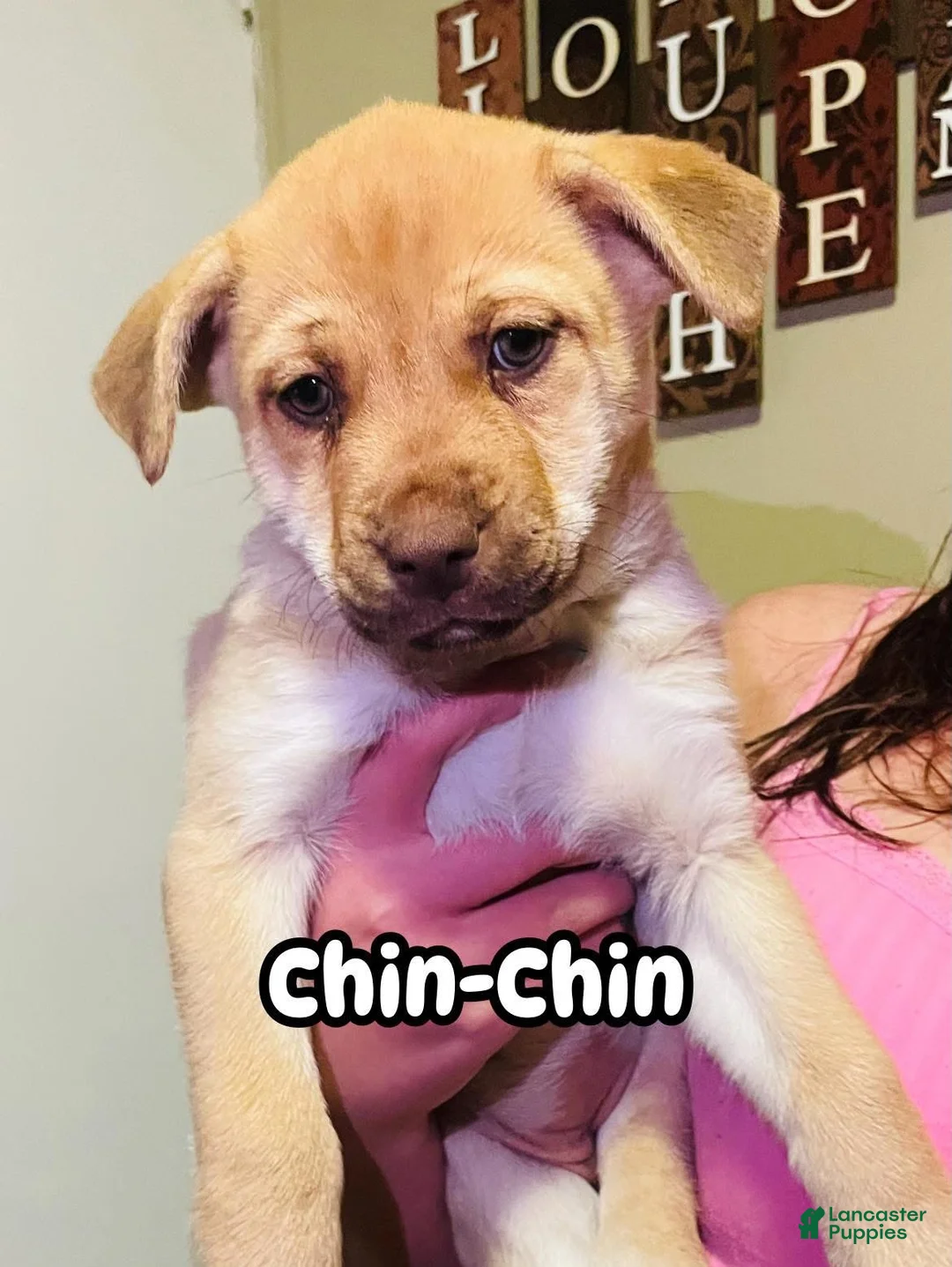 Mixed Breed dogs for sale: Mixed Breed Puppy 4 - Ad 1