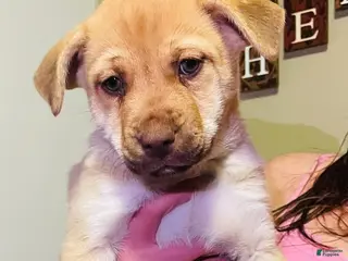 Mixed Breed dogs Mixed Breed Puppy 4 - Ad 21