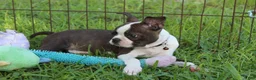 Boston Terrier dogs for sale: Lucy - Ad 6