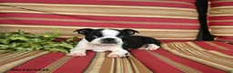 Boston Terrier dogs for sale: John - Ad 4