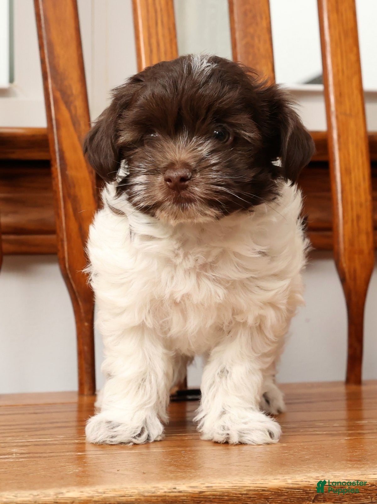 Havanese dogs Randy - Ad 11