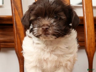 Havanese dogs Randy - Ad 33