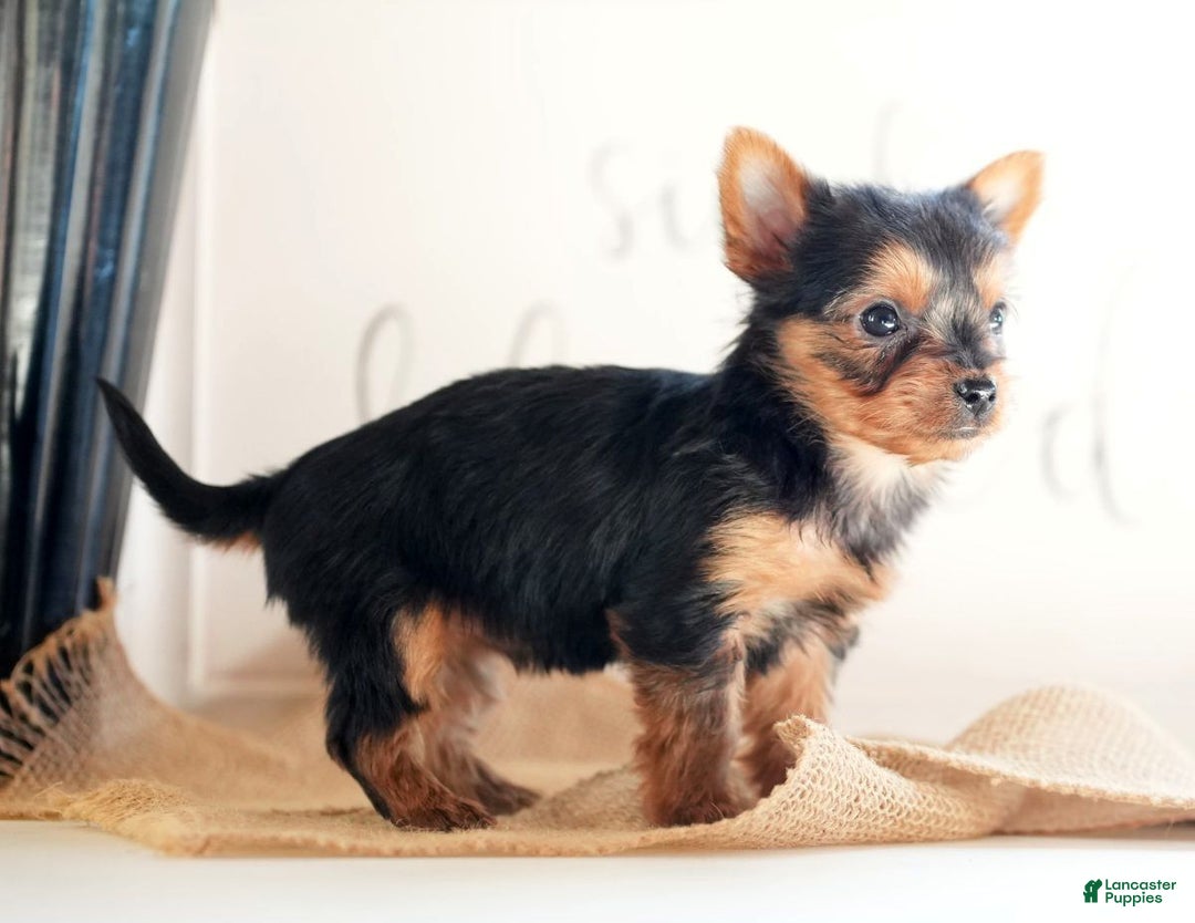 Morkie dogs for sale: Princess - Ad 7