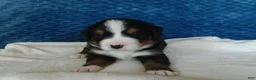 Bernese Mountain Dog dogs for sale: Beauty - Ad 7