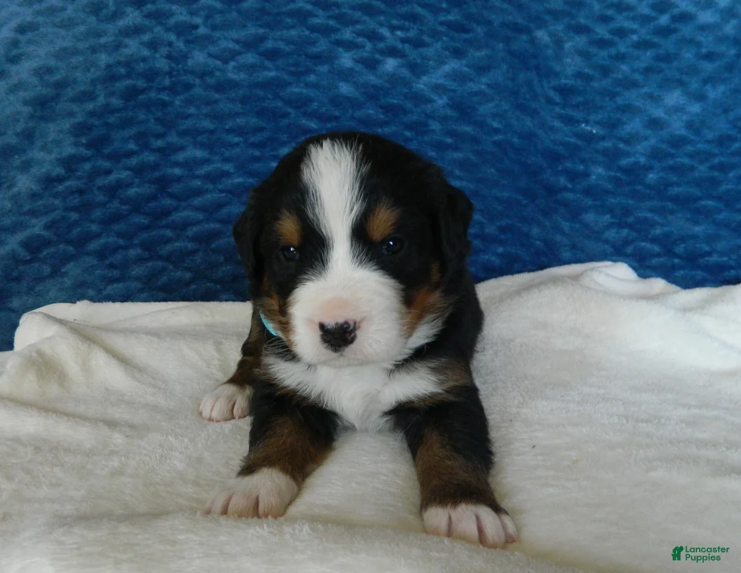 Bernese Mountain Dog dogs for sale: Beauty - Ad 7