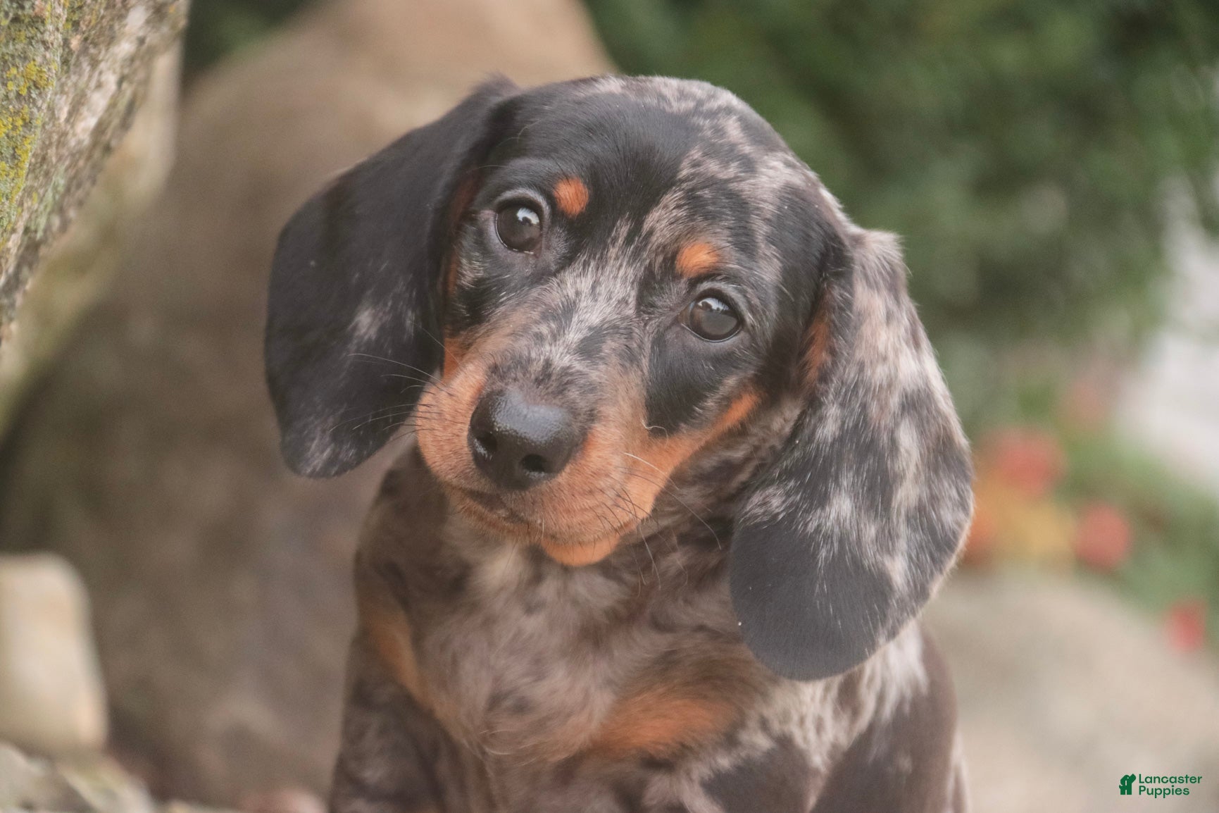 Miniature Dachshund dogs Garrett Miniature Dachshund  - Ad 1