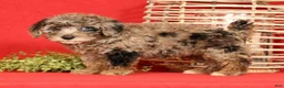Miniature Poodle dogs for sale: Maverick - Ad 5
