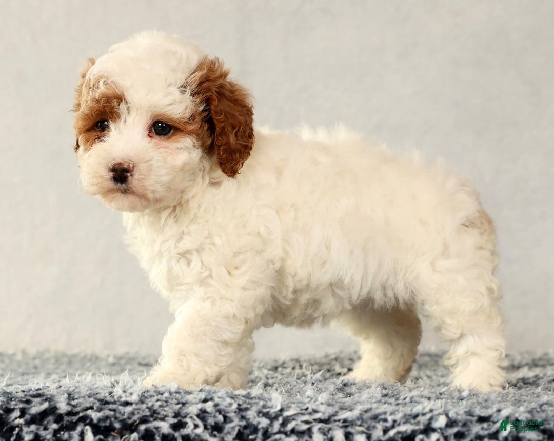 Cavapoo dogs for sale: Vicky - Ad 3