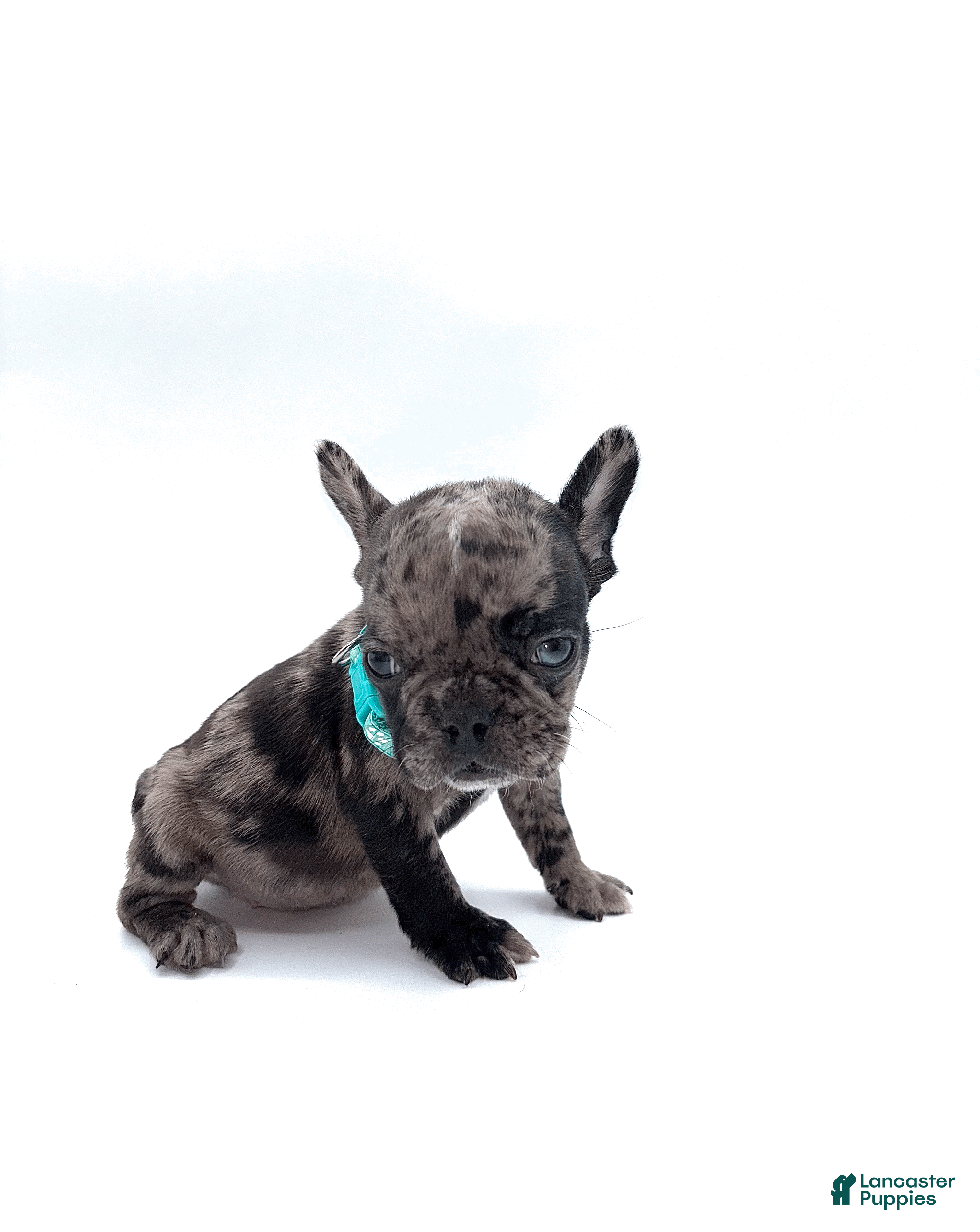 French Bulldog dogs French Bulldog Puppy 5 - Ad 2
