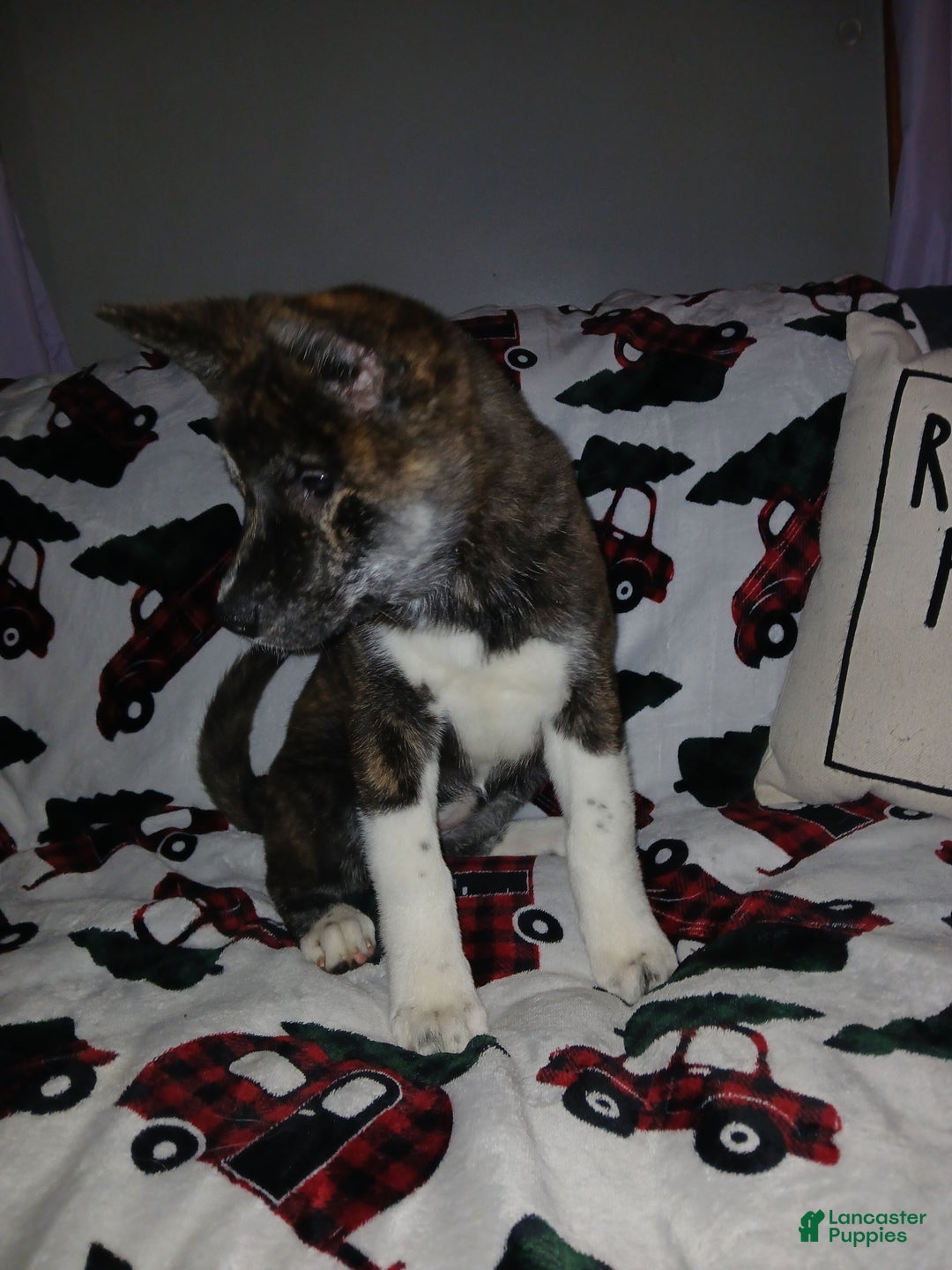 Akita dogs for sale: Astra - Ad 8