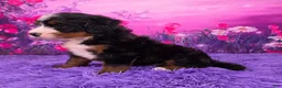 Mini Bernedoodle dogs for sale: Oliver - Ad 3