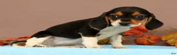 Beagle dogs for sale: Dana - Ad 4