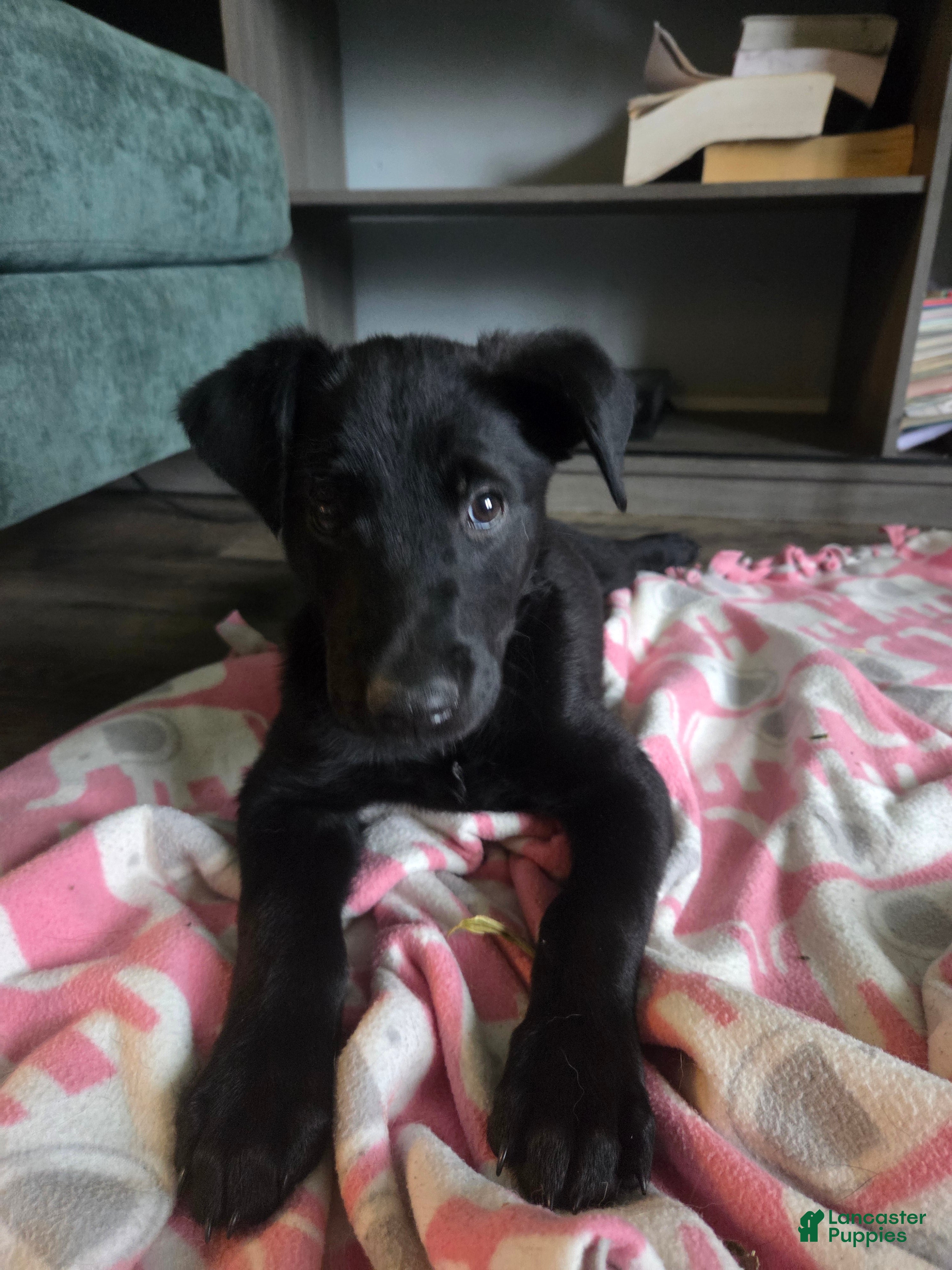 Mixed Breed dogs Seige - Ad 3