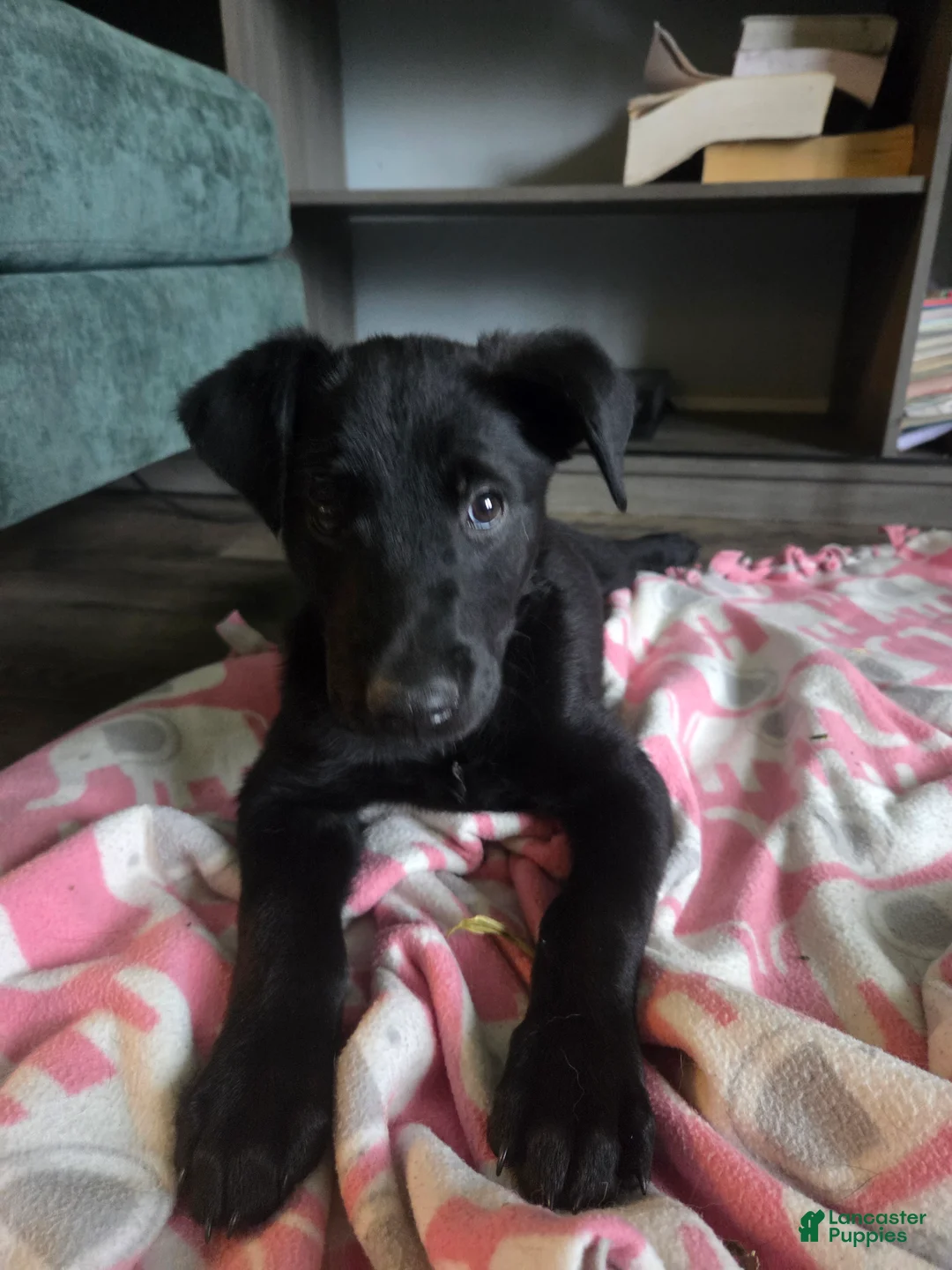 Mixed Breed dogs for sale: Seige - Ad 1